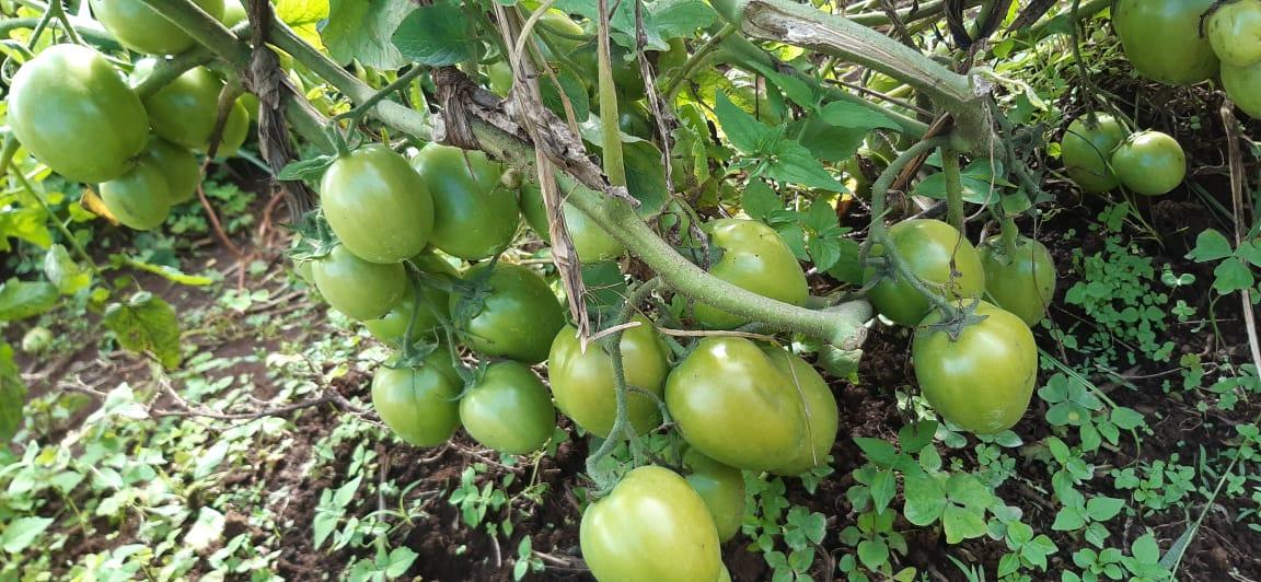 ansal f1 tomatoes